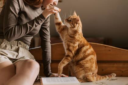 El amor hacia un animal también habla de lo mejor que hay en nosotros: la capacidad de cuidar.