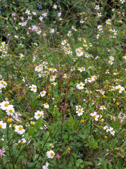 El amor seco (Bidens pilosa) florece a destiempo y con gran generosidad, formando matas