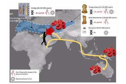 El análisis del sistema de grupos sanguíneos Rh sugirió el riesgo de enfermedad hemolítica del feto y el recién nacido entre los neandertales y reveló mestizaje,, cuyos rastros podrían encontrarse en humanos modernos de Australia y Paupua Nueva Guinea