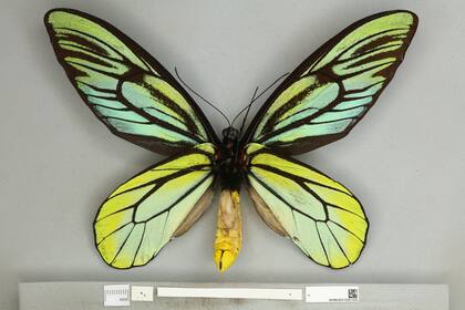 El análisis detallado reveló que la diversidad no era solo patrimonio de las mariposas machos