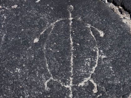 El análisis filogenético ubica a la nueva especie dentro del género Craspedochelys. Foto:Istock