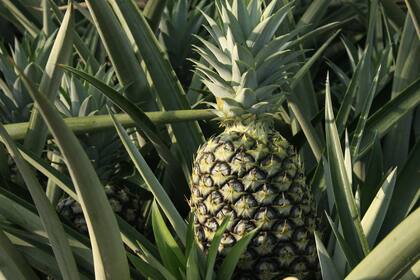 El ananá contiene bromelina, una enzima que reduce la inflamación