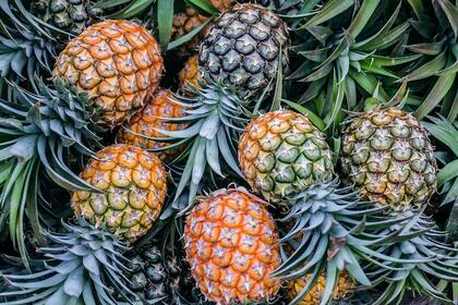 El ananá es una fruta muy digestiva porque contiene bromelina, una proteasa que desdobla las proteínas