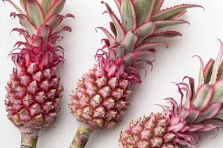 Los increíbles beneficios nutricionales del ananá rosa que solo crece en la ciudad de Buenos Aires