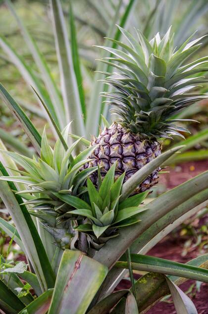 El ananá se puede cultivar en macetas por multiplicación de los hijuelos que brotan en las axilas de las hojas