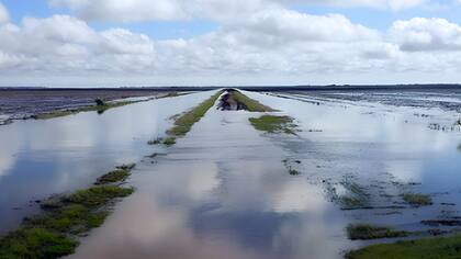 “El anegamiento temprano redujo la densidad de raíces y la biomasa aérea en trigo, cebada y colza, pero se recuperaron a niveles del control cuando se levantó el anegamiento. El trigo y la cebada no tuvieron repercusiones en sus rendimientos, mientras que la colza perdió un 17%. La arveja no se recuperó y perdió hasta el 90% del rinde”, remarcó Ploschuk