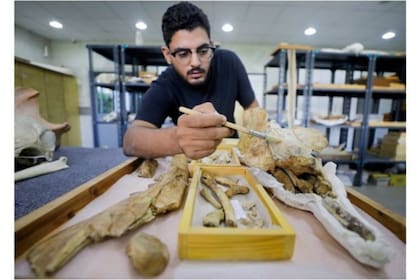 El anfibio cuadrúpedo, llamado Phiomicetus Anubis, arroja información sobre la transición de de las ballenas la tierra al océano