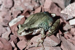 Proteger la rana marsupial de Calilegua, el desafío de investigadores argentinos