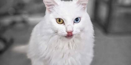 El Angora Turco se caracteriza por su pelaje intenso y sus ojos que muchas veces son de colores dispares