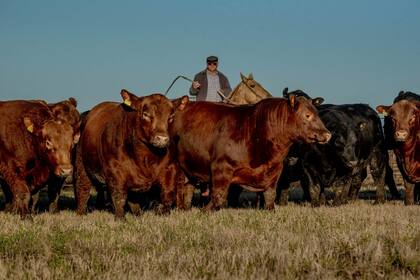 El Angus colorado de la firma