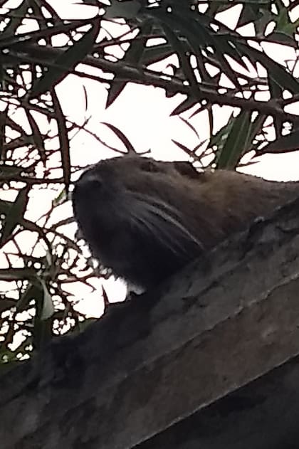 El animal apareció en el techo de una vivienda, y no saben cómo llegó hasta ese lugar.