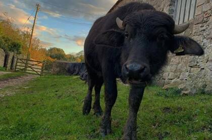 El animal arremetió contra el granjero y dos de sus hijos, aparentemente luego de que los animales produjeron una estampida
