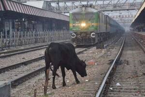 Una vaca recibió el impacto de un tren, cayó sobre un jubilado y lo mató