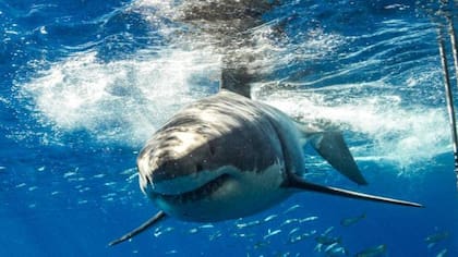 El animal comenzó a hacer movimientos extraños mientras intentaba vomitar el brazo