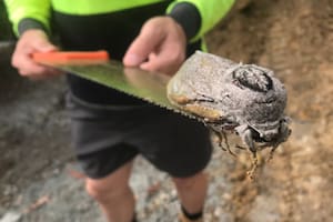 Sorprendente: el monstruoso insecto volador que irrumpió en una escuela