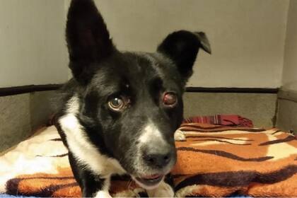 El animal debió permanecer seis semanas bajo tratamiento