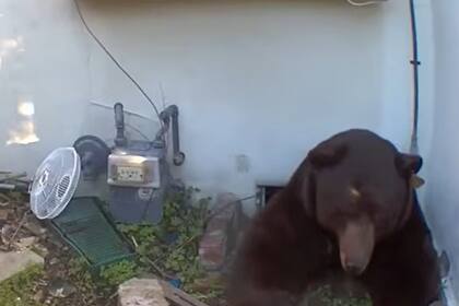 El animal entró y salió en diversas ocasiones del sótano de la propiedad