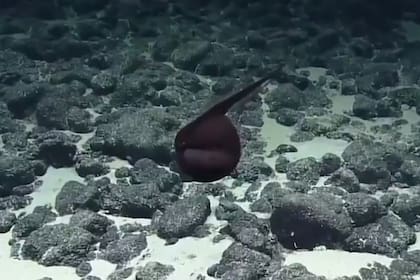 El animal es una anguila gulper