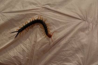 El animal es venenoso (Foto captura video)