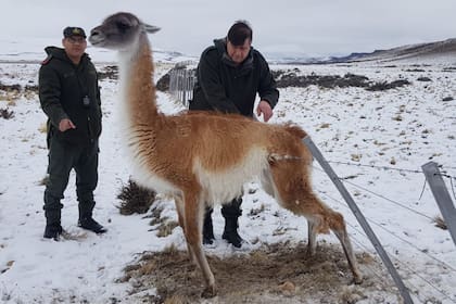 El animal estaba atrapado en un alambrado al costado de una ruta provincial