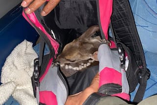 Gendarmería rescató a un ciervo que era transportado oculto en una mochila