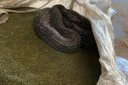 El animal estaba reposando sobre los porotos verdes en un galpón