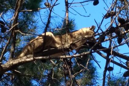 El animal estaba sobre un pino, a unos cinco metros de altura