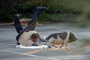 El animal estuvo huyendo de un grupo de oficiales durante una hora. Fuente: Pensacola Police Department
