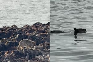El primero en la historia: filman a un coyote nadando hasta la isla de Alcatraz