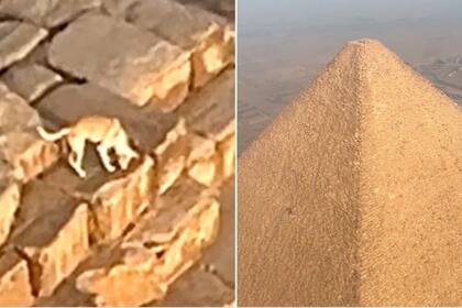 El animal fue captado en la punta de la pirámide (Foto: Captura de video)