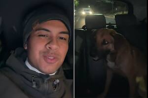 El animal fue el único pasajero del viaje