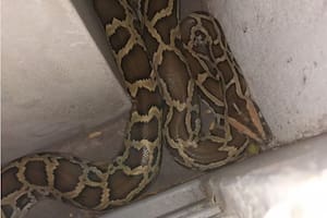 El animal fue encontrado en la vereda de una casa en La Plata, Buenos Aires