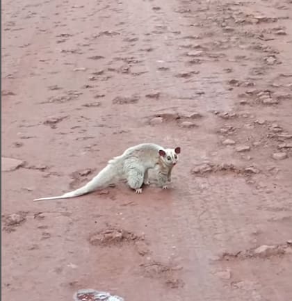 El animal fue registrado cruzando una ruta, donde corre peligro de atropellamiento (Captura: @parque.nacional.iguazu)