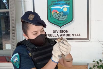 El pequeño petauro de azúcar fue rescatado por la división de Patrulla Ambiental de la policía cordobesa