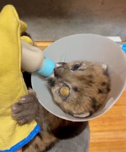 El animal fue trasladado a un centro especializado para su rehabilitación