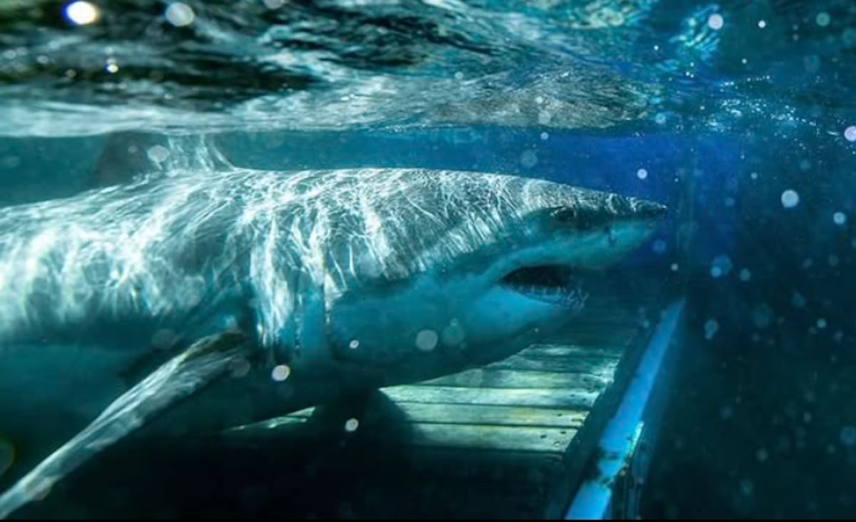 O contendor apareceu novamente. Esta é a aparência atual do maior tubarão branco macho registrado no Oceano Atlântico.