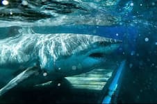 Reapareció Contender: así está hoy el tiburón blanco macho más grande registrado en el Atlántico