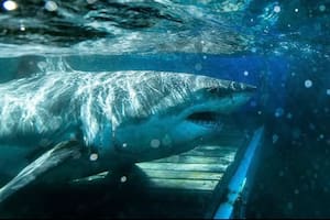 Así está hoy el tiburón blanco más grande registrado en el Atlántico