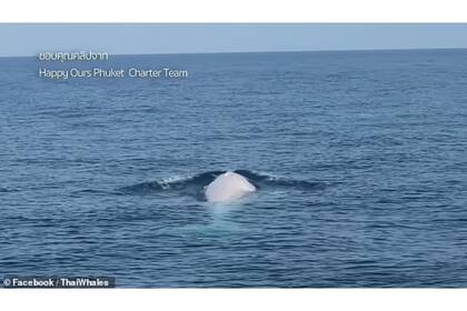 El animal marino es completamente blanco y nadaba por el mar en Tailandia