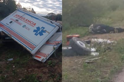 El animal murió en el acto