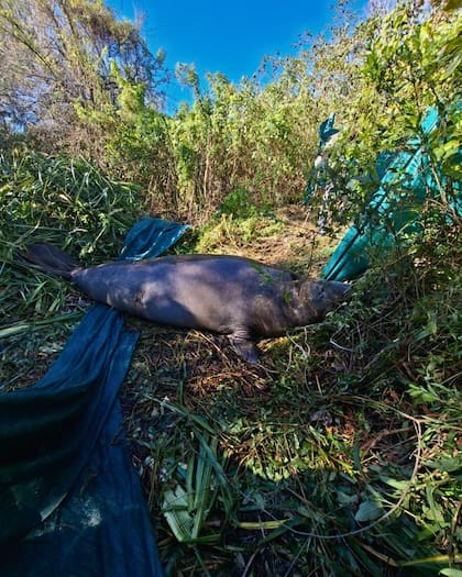 El animal no podía salir por sus propios medios del lugar al que había llegado