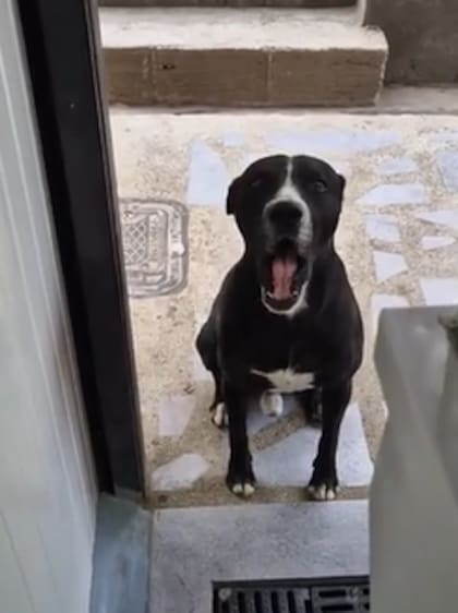 El animal no solo se ganó el desayuno, sino el cariño de todos en las redes (Foto: Captura de video)