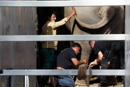 El animal pasó 35 de sus 36 años encerrado en el zoológico de la capital de Pakistán, donde se encuentra solo desde que murió su compañera Saheli, en el año 2012