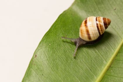 El animal permanece extinto en estado silvestre desde 1991