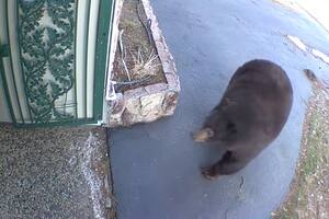Terror en California: buscan a un oso que ya irrumpió en 28 casas