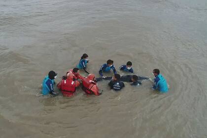 El animal pesa unos 500 kilos y mide casi tres metros y medio