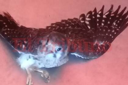 El animal pudo ser capturado por los empleados y dueños de la sandwichería