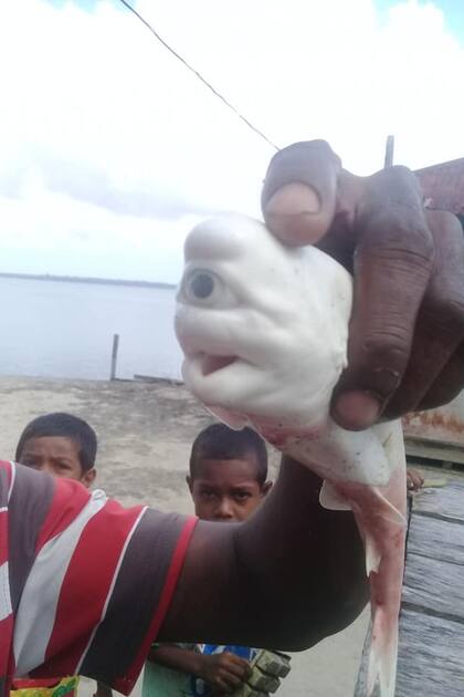 El animal, que fue hallado en el mar de Molucas, en Indonesia sufre dos condiciones llamativas, que son el albinismo y la ciclopía