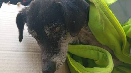 El animal rescatado era una perra viejita de más de 10 años.