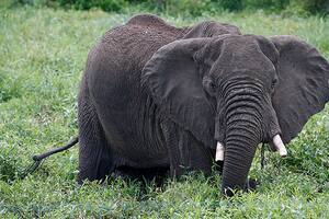 Libran una orden de captura contra Sidor Noke, el temible elefante salvaje que mató a un hombre